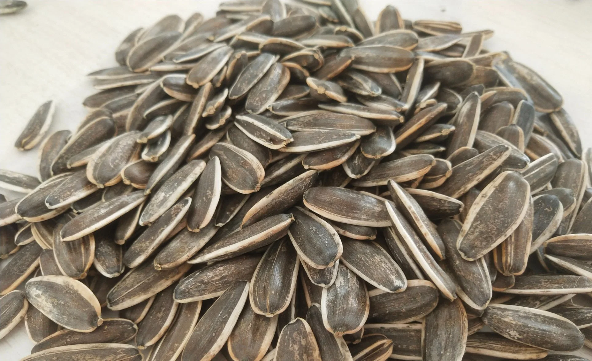 Nuevo cultivo semillas de girasol Tipo 361&amp;2399 con Rendimiento de alta calidad/alto costo