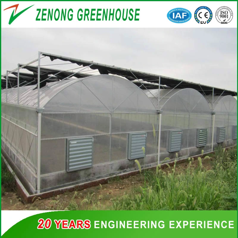 Poly Film Multi-Tunnel Greenhouse Plastic Greenhouse for Strawberry/Cherry/Fruit Tree