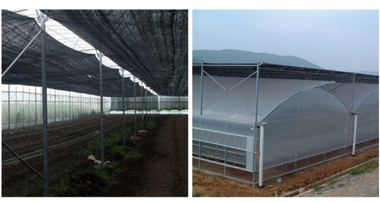 Economical Multi-Span Plastic Film Greenhouse