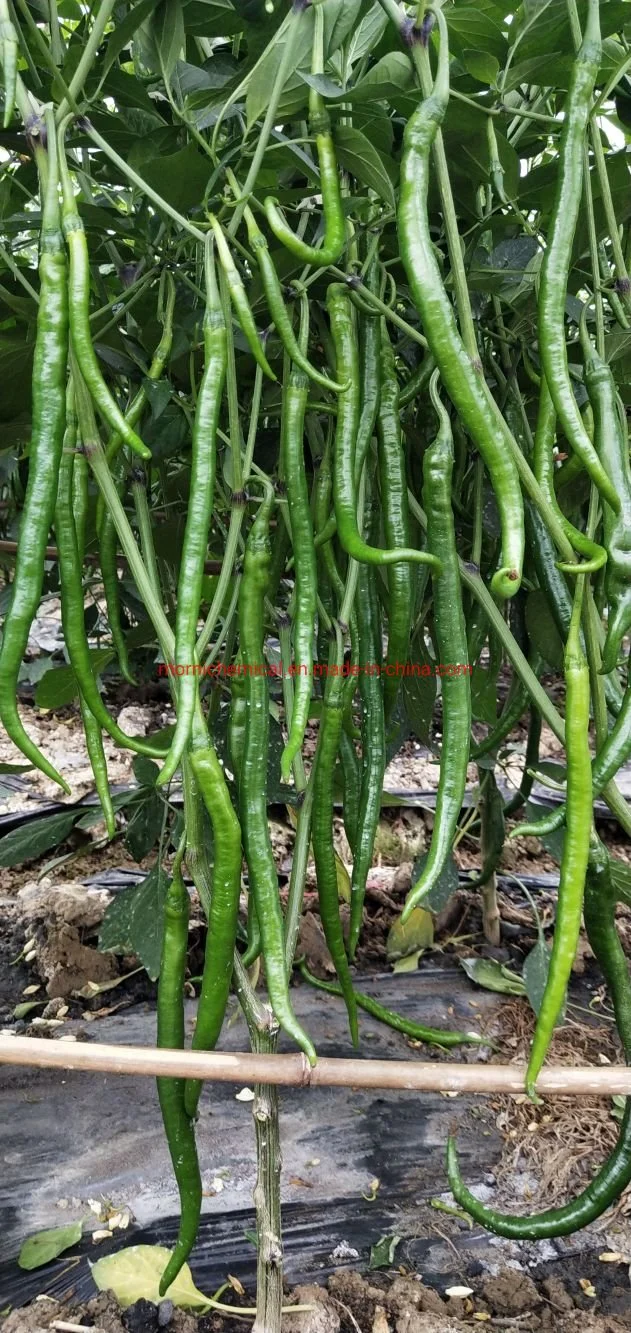 Original Factory Long Line Chill Pepper Seeds for Plant