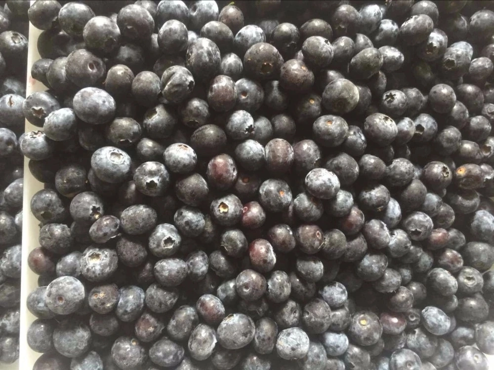Organic Frozen Blueberry From China