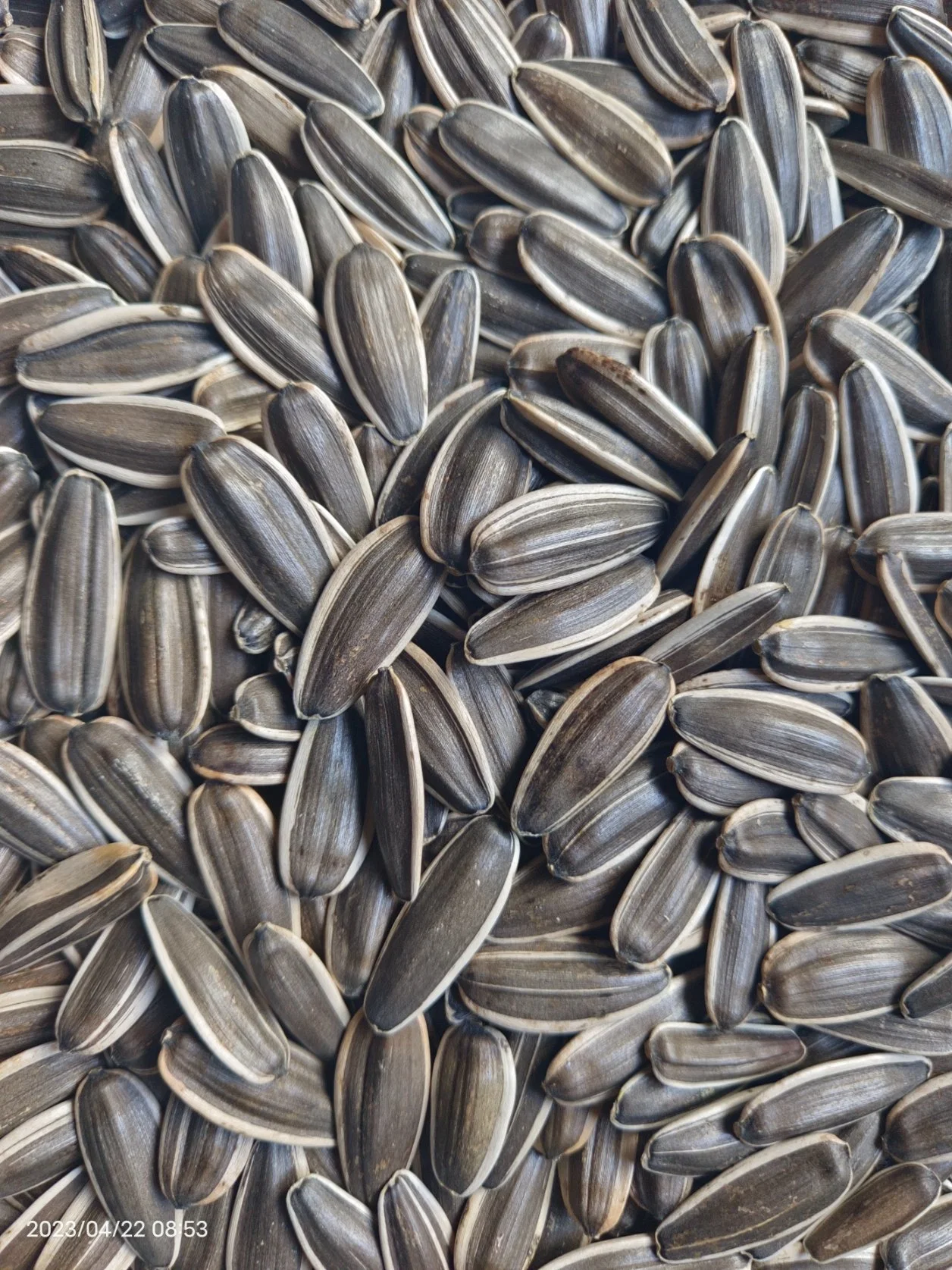 Sunflower Seeds T6 180-190