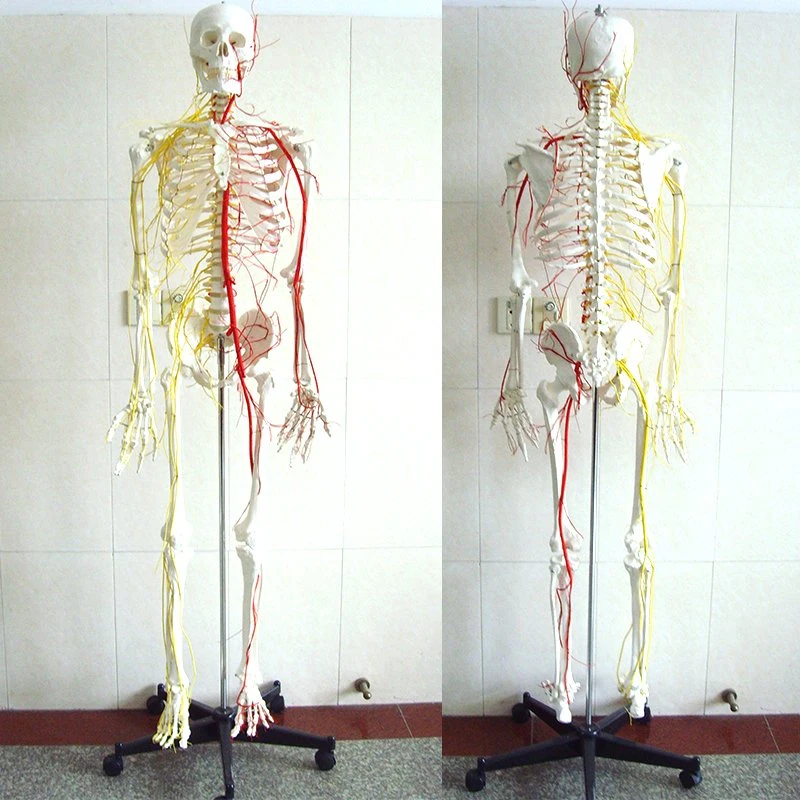 Modelos de ensino de laboratório Human 170cm Human Skeleton com artérias principais E espinal nervos esqueleto de PVC