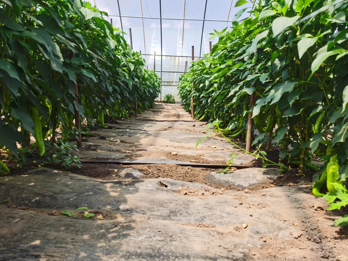 Estufa hydroponic para planta que cresce