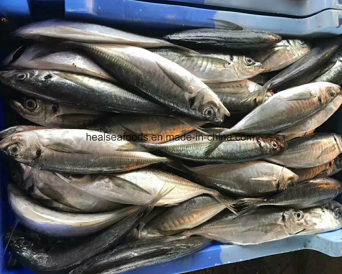 Chinese Fatory Price Horse Mackerel