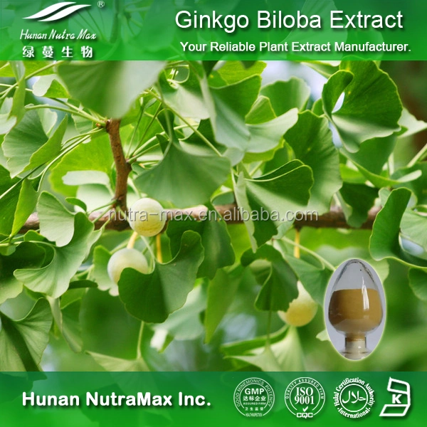 USP Standard Ginkgo Biloba Blatt Extrakt mit Shikiminsäure 98%