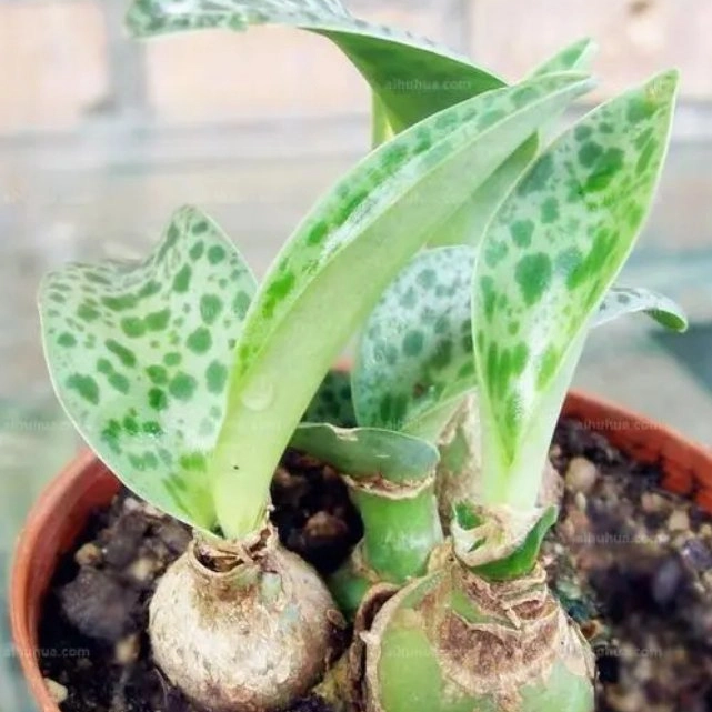 Amarillo Variegata Drimiopsis Bonsai decorativos