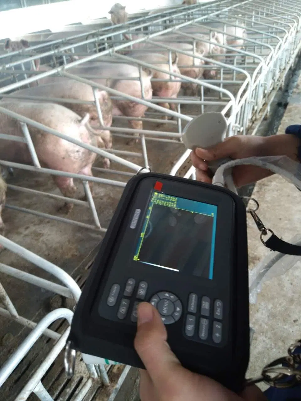 Cheap Portable Ultrasound Machine for Veterinary Ultrasound for Bovine Equine with Rectal Probes