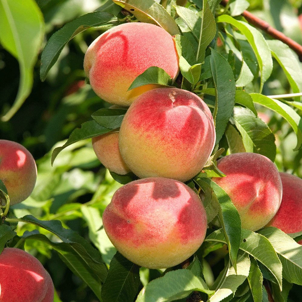 Alta tasa de germinación Prunus Persica semillas/Peach semillas para cultivo