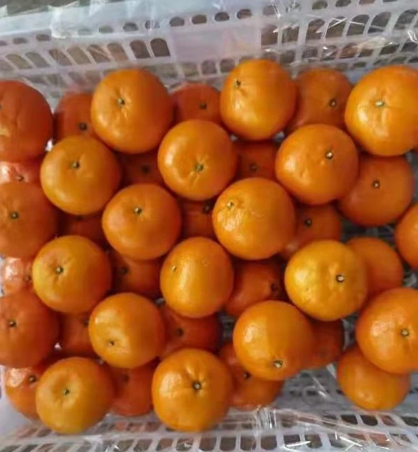 Fresh Mandarin Sweet and High Quality Mandarin Wogan Mandarin