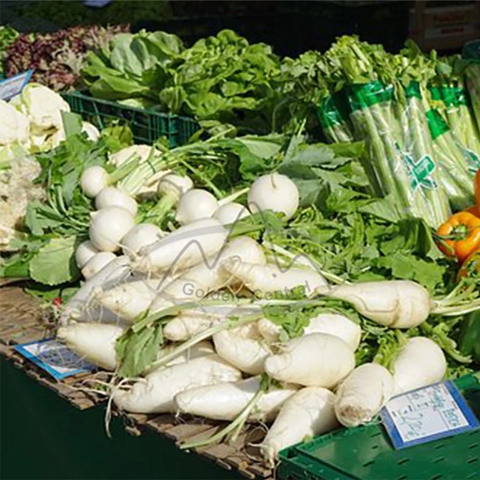 Prix le plus bas Fresh White Radish Export vers le monde de Chine