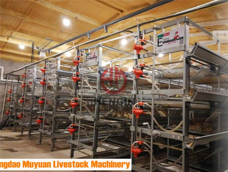 H-Type Poultry Broiler Duck Cage with Automatic Feeding Equipment