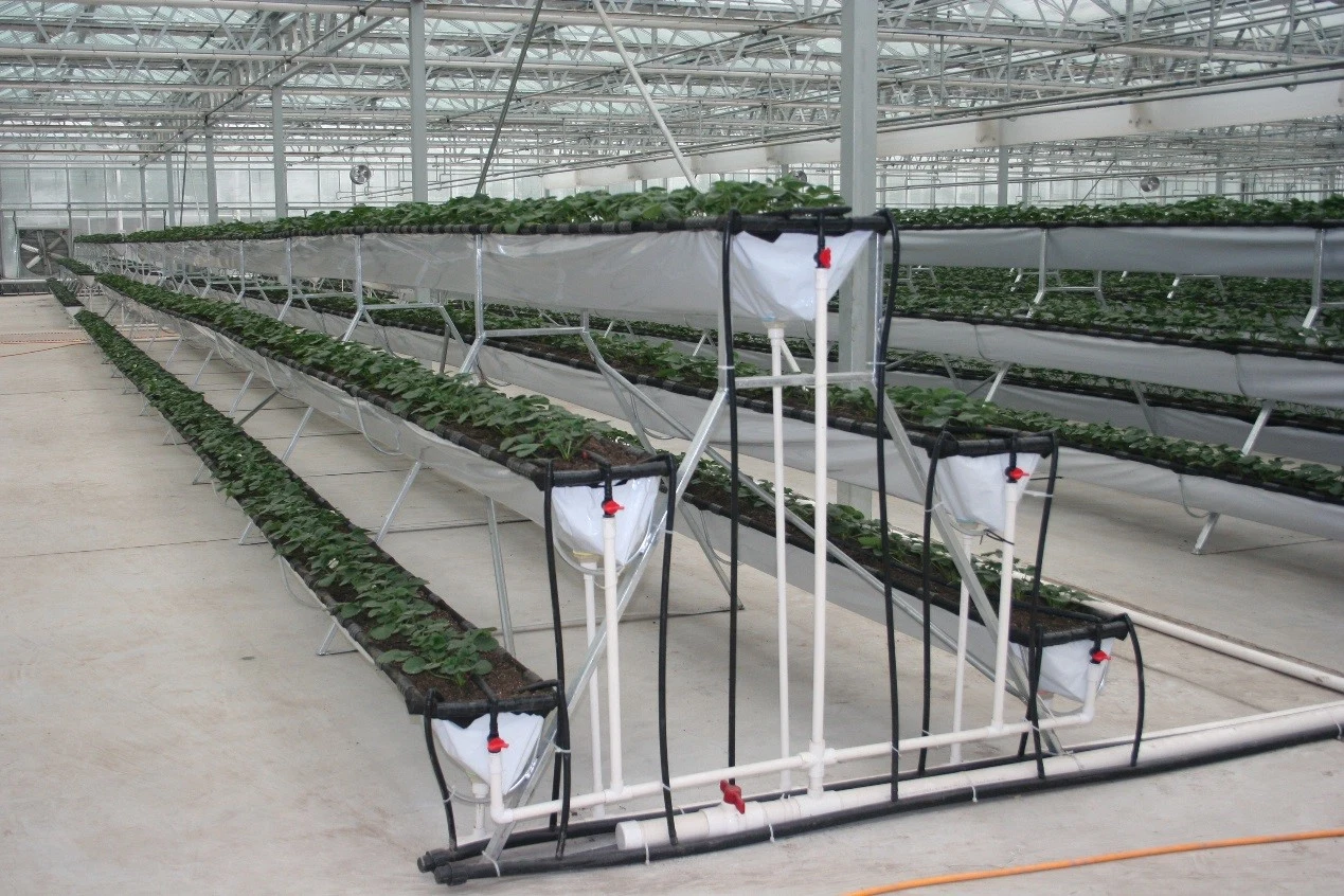 Hydroponic Tunnel Polycarbonate Sheet Venlo Multi-Span Green House Glass Greenhouse for Farming/Tomato/Flowers