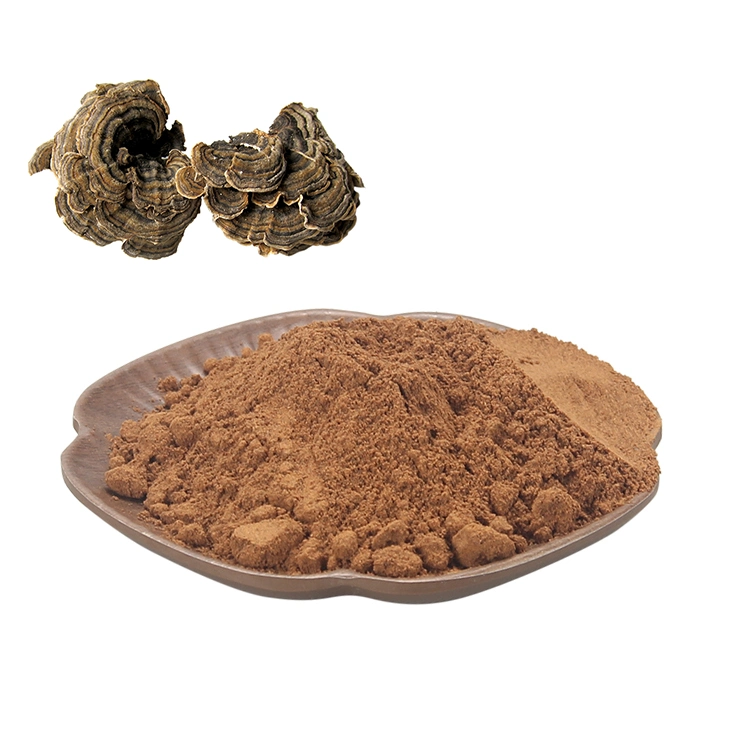 Organic Turkey Tail Mushroom Powder Coriolus Versicolor Mushroom Extract Turkey Tail Extract Water Soluble