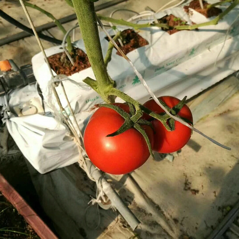 Film Arch Type Greenhouse for Tomato Cucumber Chili Pepper