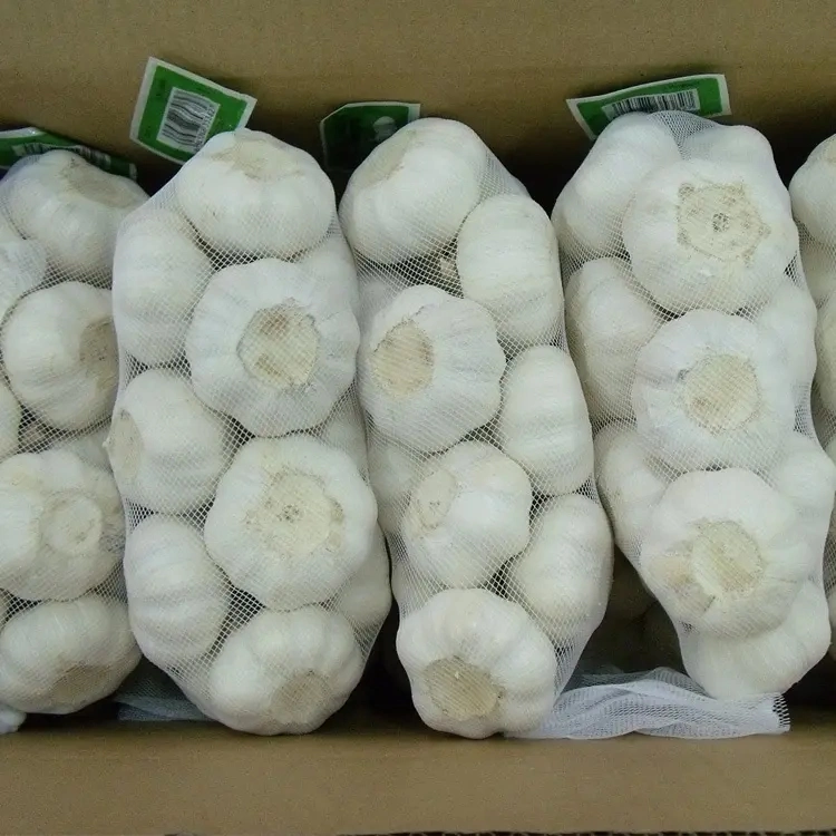 2023 Fresh Garlic in Bulk Wholesale/Supplier Price