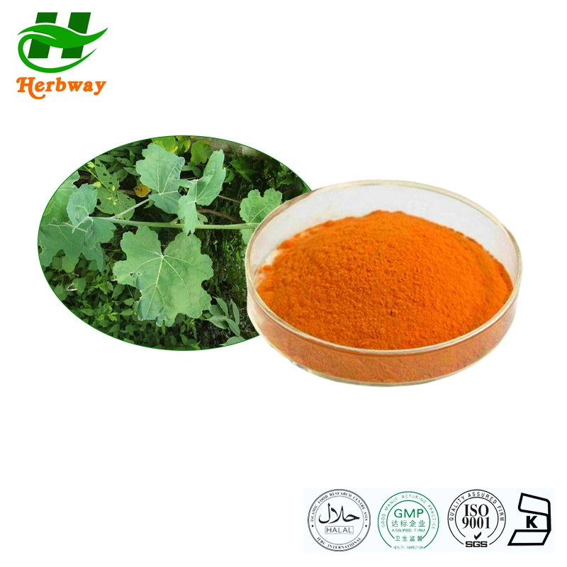 Herbway Kosher Halal Fssc HACCP Certified Botanical Extract Total Alkaloids Macleaya Cordata Extract