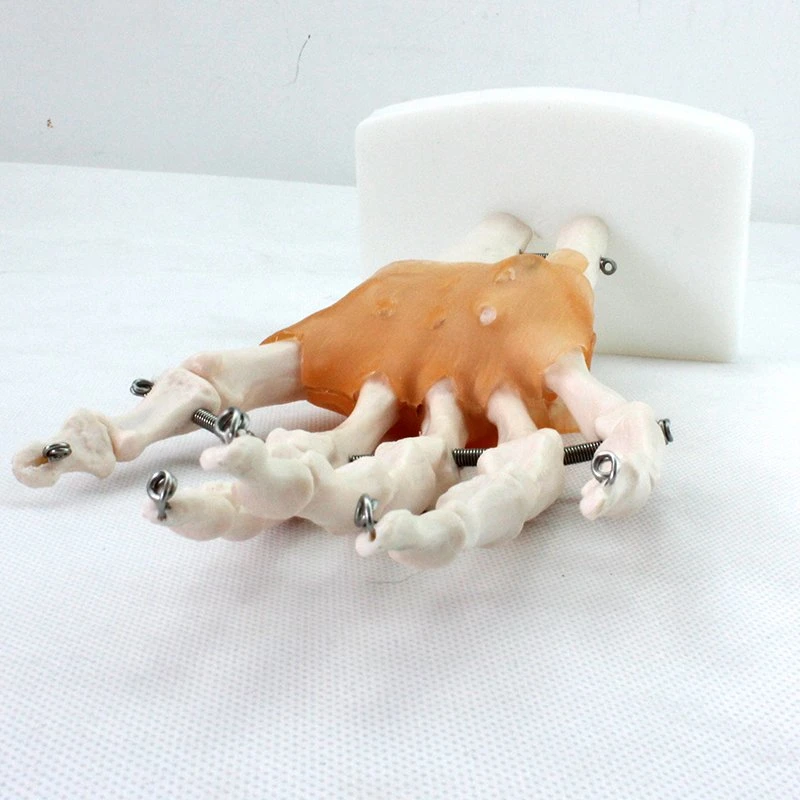 High Reproduction and Accuracy Medical Teaching Models Bone Color Human Teaching Skeleton Model of Hand Joint