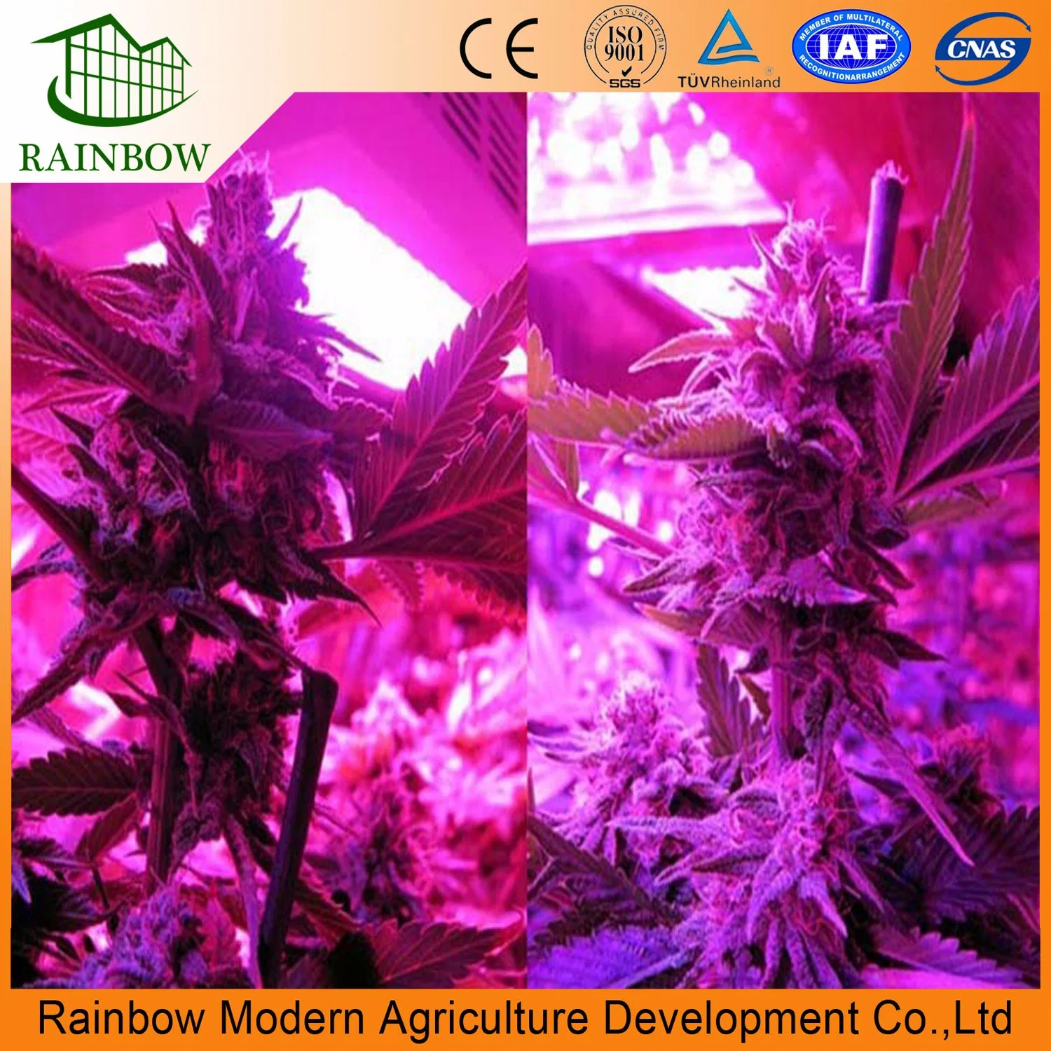 Professional After Sales Service 1000 Watt LED Grow Light