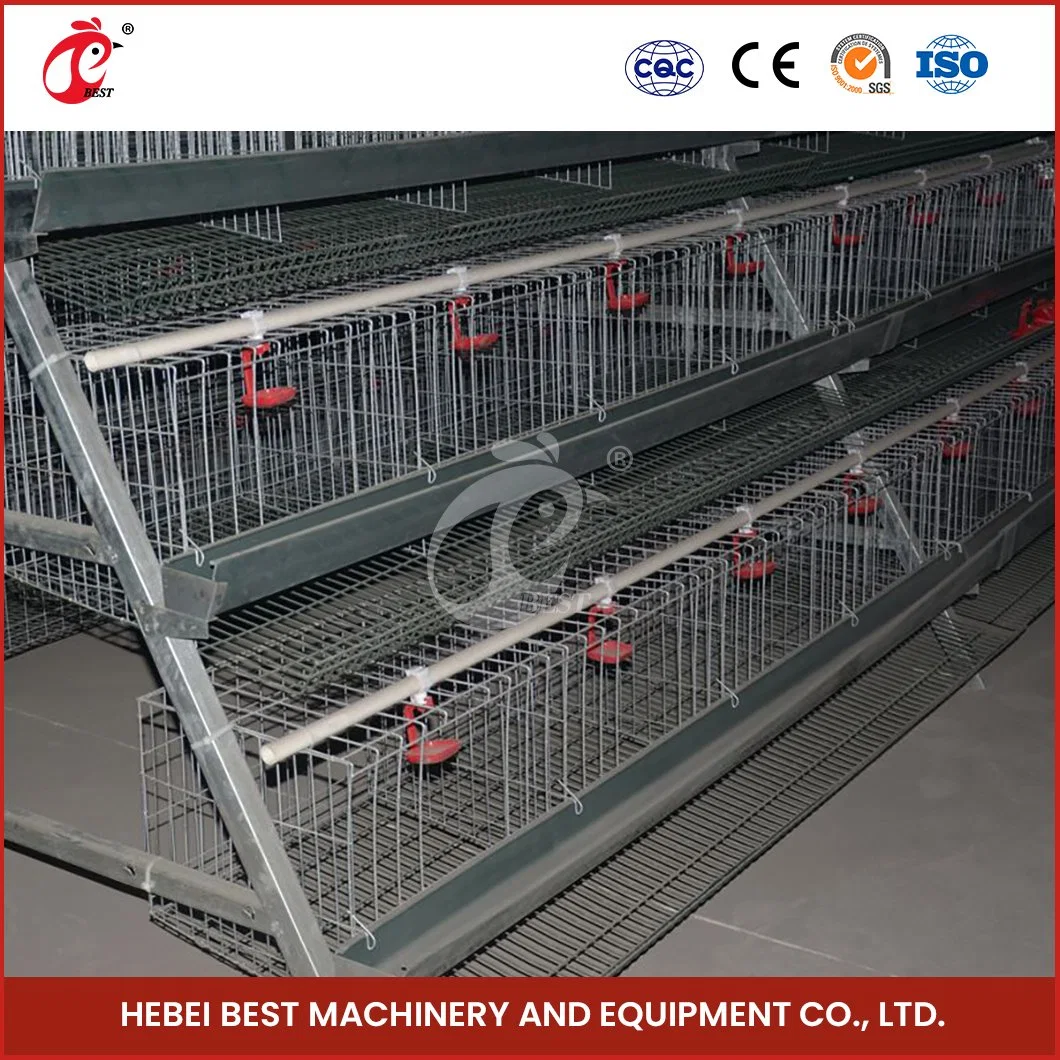 Bestchickencage Ordinary Type Layer Cage China Basic Chicken Layer Coop Manufacturer Easy Clean Feature Chicken Eggs Layer Cages with Automatic Feeder