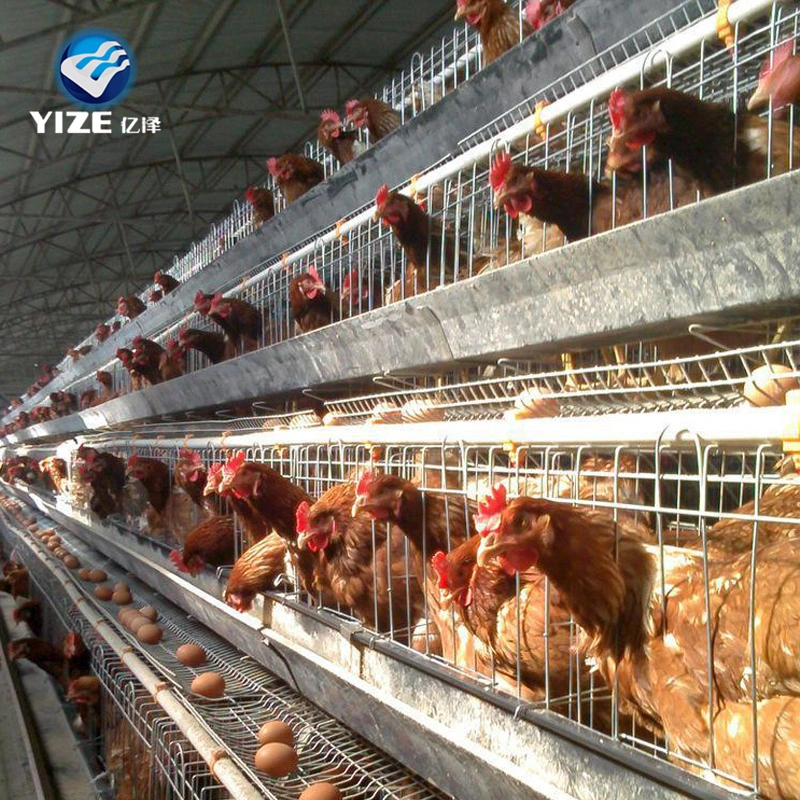 Tanzania granja avícola de la Capa de galvanizado de la jaula de pollo a la venta