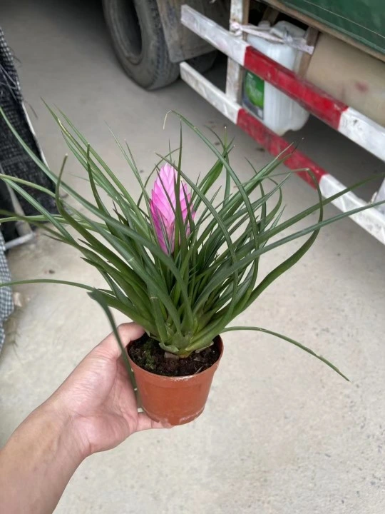 Tillandsia Cyanea Linden Ex K. Koch Flower Real Plant Bonsai Seedling with Pot Wholesale/Supplier