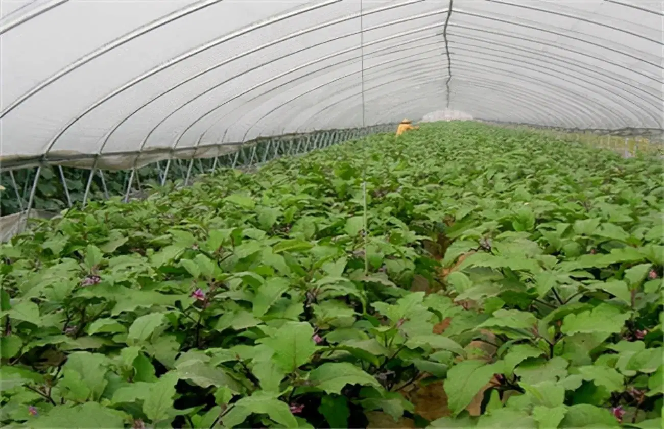 Agriculture/Farm/Single-Span/Tunnel Plastic Film Greenhouse with Irrigation System for Tomato/Cucumber Planting