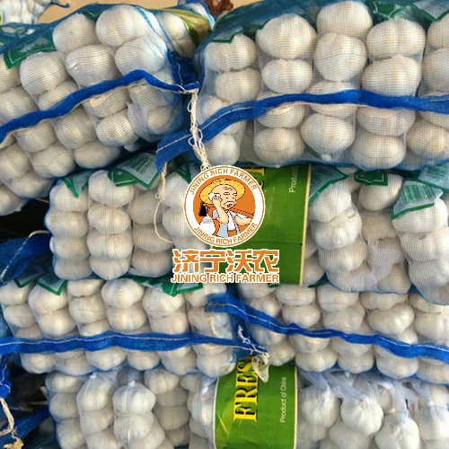 Chinese Best Fresh Natural Garlic Price