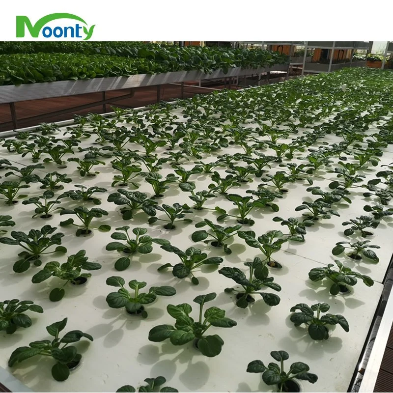 Dwc/Dft Hydroponics Growing System with Plastic Film Greenhouse in Paraguay