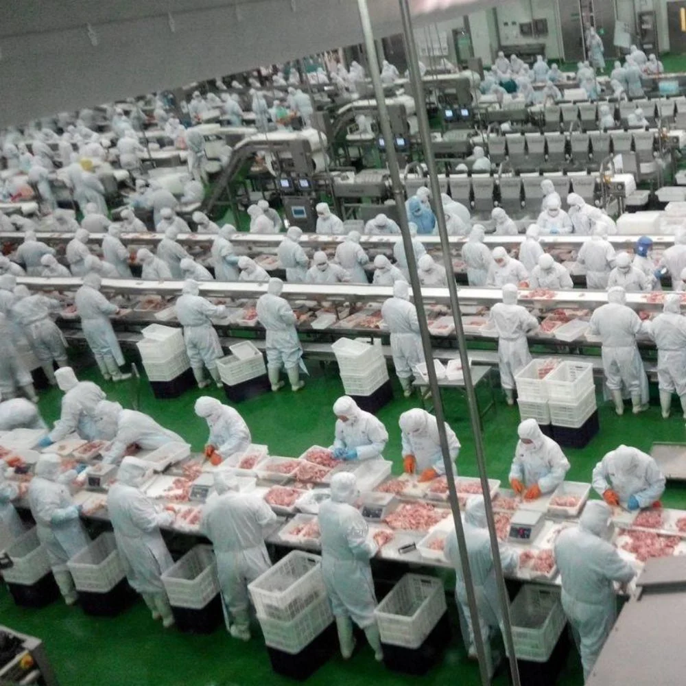 Beef Meat Trimming Conveyor Line in Slaughter House