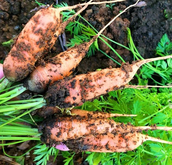 Frutas de dedo pequeño saludable semillas de zanahoria crujiente y dulce