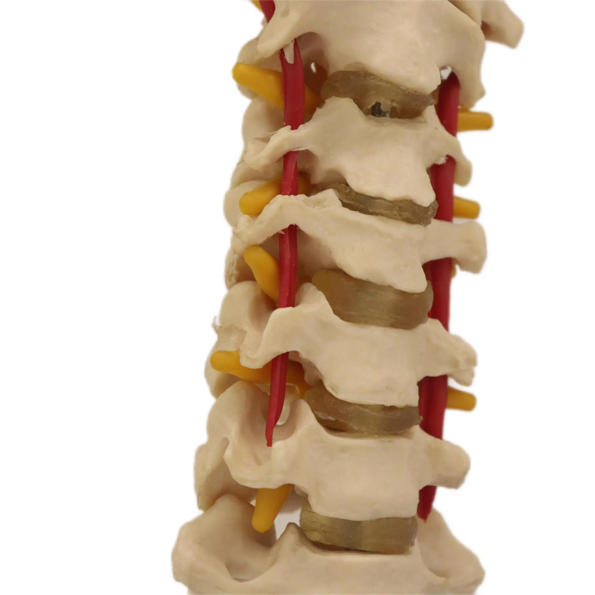 Good Quality of Medical Teaching Anatomical Model of Cervical Vertebra