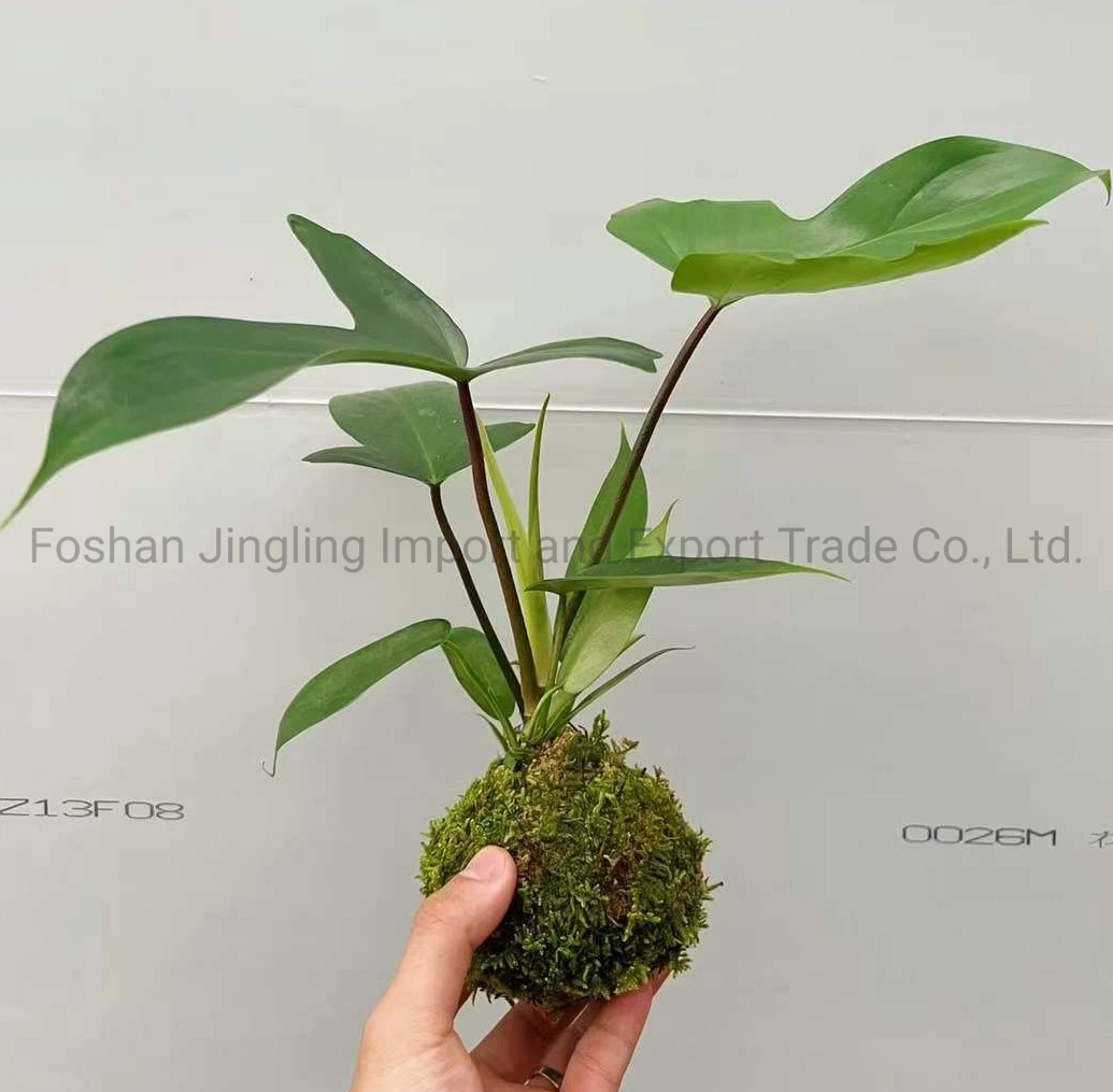 Philodendron Florida Agriculture Plants Tray Seedling Young Live Plant Nursery Agriculture Plants