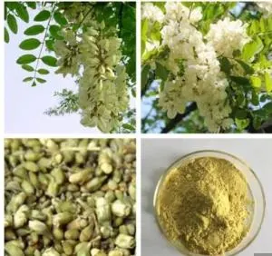 Natural and High quality/High cost performance Extract Rutin 95%