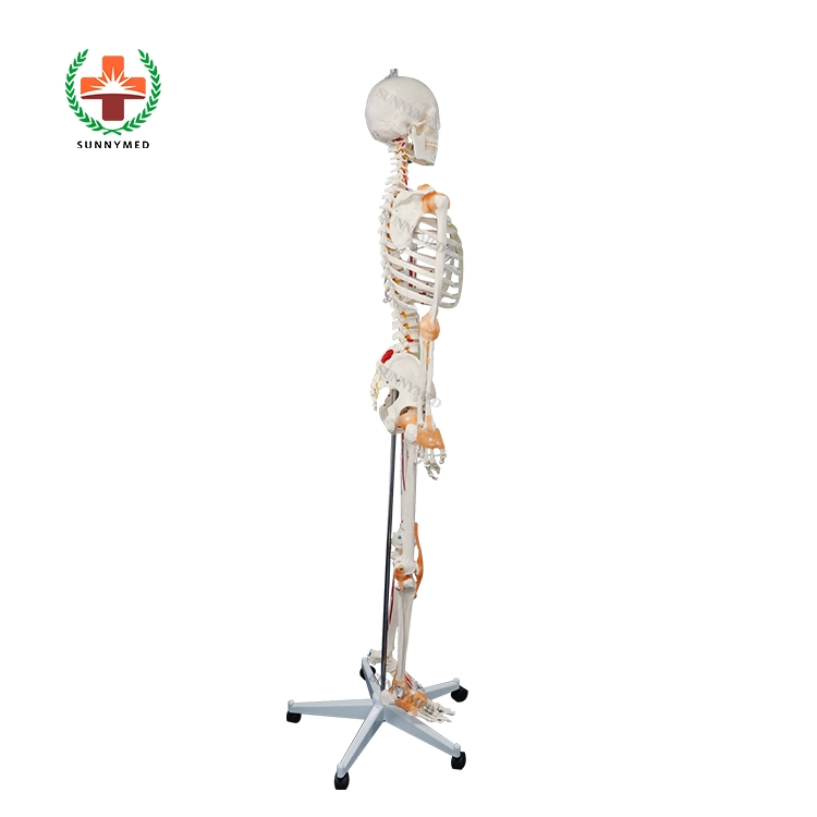 Sy-N021 Medical Educational Equipment Advanced PVC Anatomy Human Skeleton Model