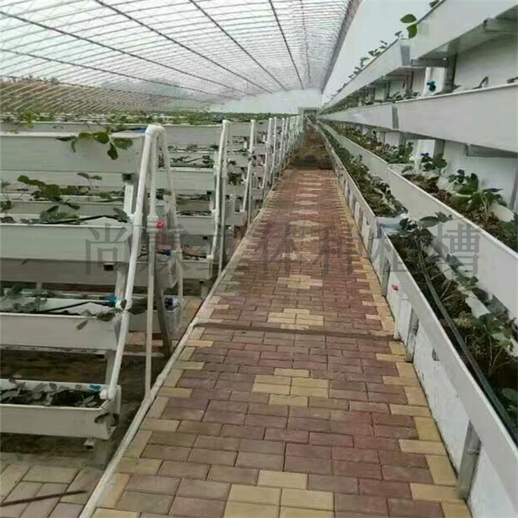 Elevated Strawberry for Soil-Less Cultivation/Coconut Bag Cultivation/Hydroponics