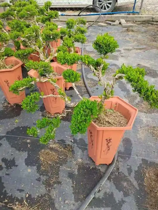 Plantes réelles Boxwood intérieur arbre extérieur