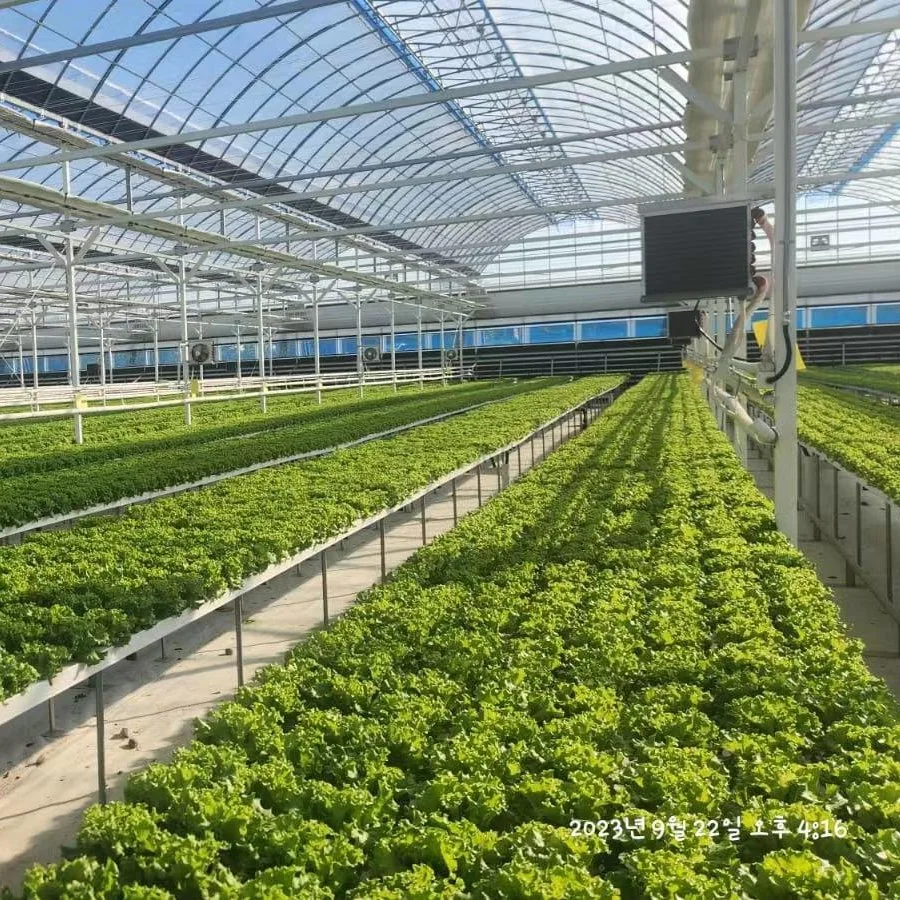 Hydroponics Greenhouse Nft Channel Lettuce Planting Hydroponics System