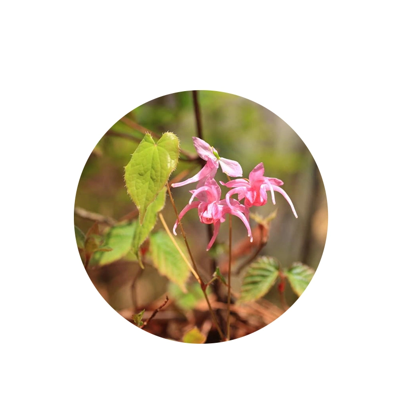 الذكور تعزيز الجنس في غوني وايد ايمديوم استخراج الايكاريين مسحوق Icariin 50 60 80 98 استخراج Epimedium