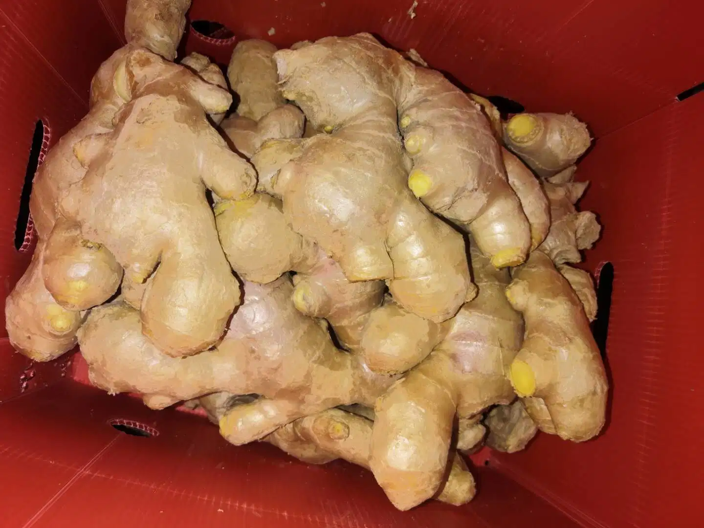 Fresh Ginger Air Dry Ginger for Export