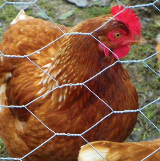 Fil de poulet hexagonal de qualité pour la volaille de jardin (usine)