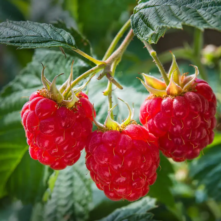 Extrait de poudre de cétone de framboise naturel à 98 % extrait de framboise (Fructus Rubi)