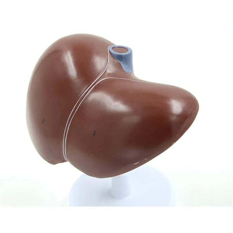 High quality/High cost performance Liver Anatomical Model Human Liver Model