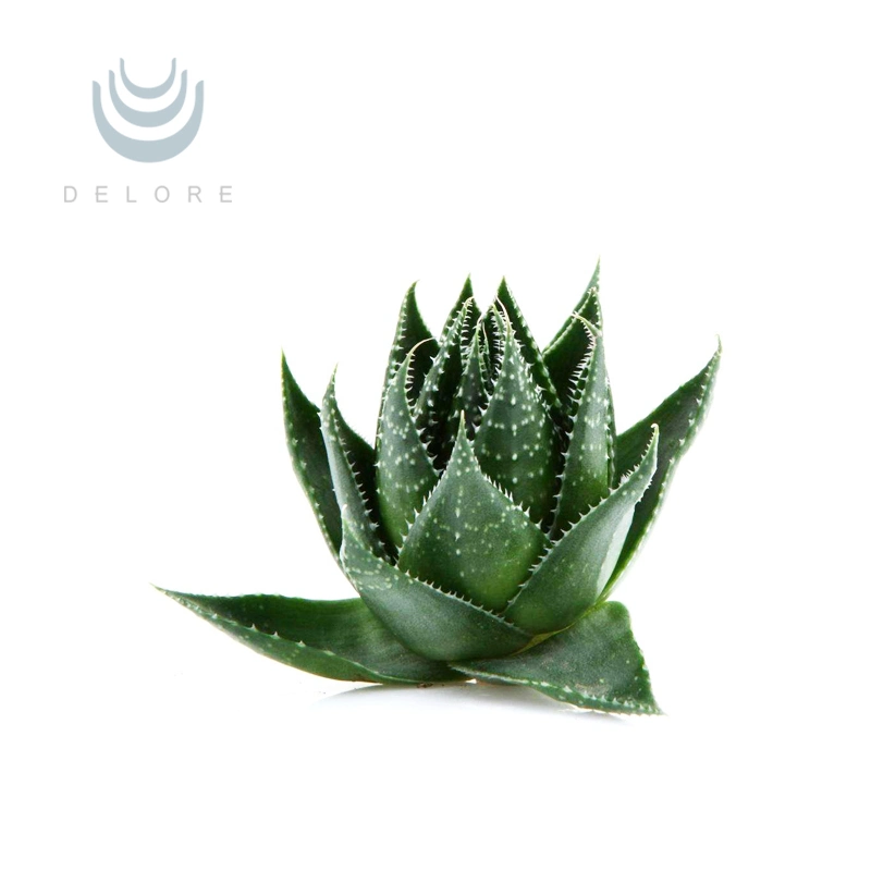 High quality/High cost performance  Aloe Vera Extract Powder Pure Aloe Emodin 95% Aloe Vera Extract China Exporters Aloe Vera Extract Powder Manufacturers