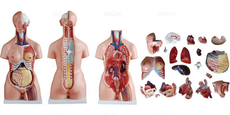 prix d'usine 18 parties 15 Mecan Educational Human Body Anatomy Modèle Torso médical