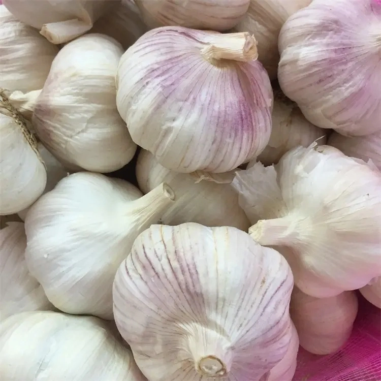 Fresh Pure White Garlic /Normal White Garlic/White Garlic with SGS Certificate