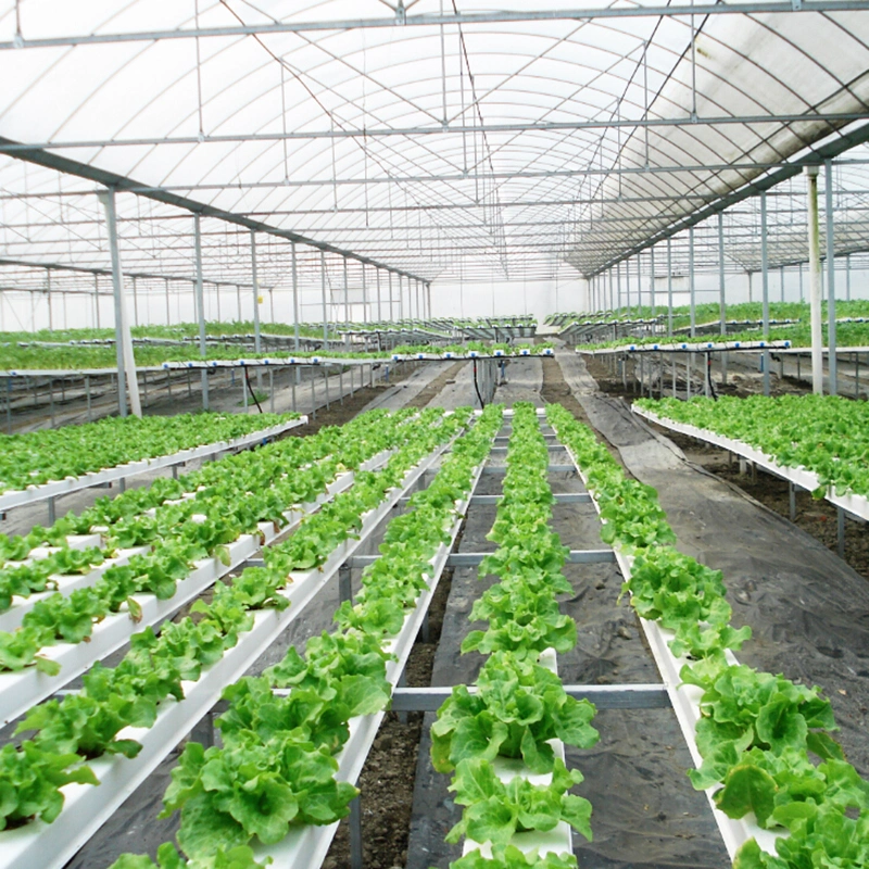 Agricultura NFT Lechuga Hidroponica sistemas de cultivo Aeroponics vertical para invernadero Granja