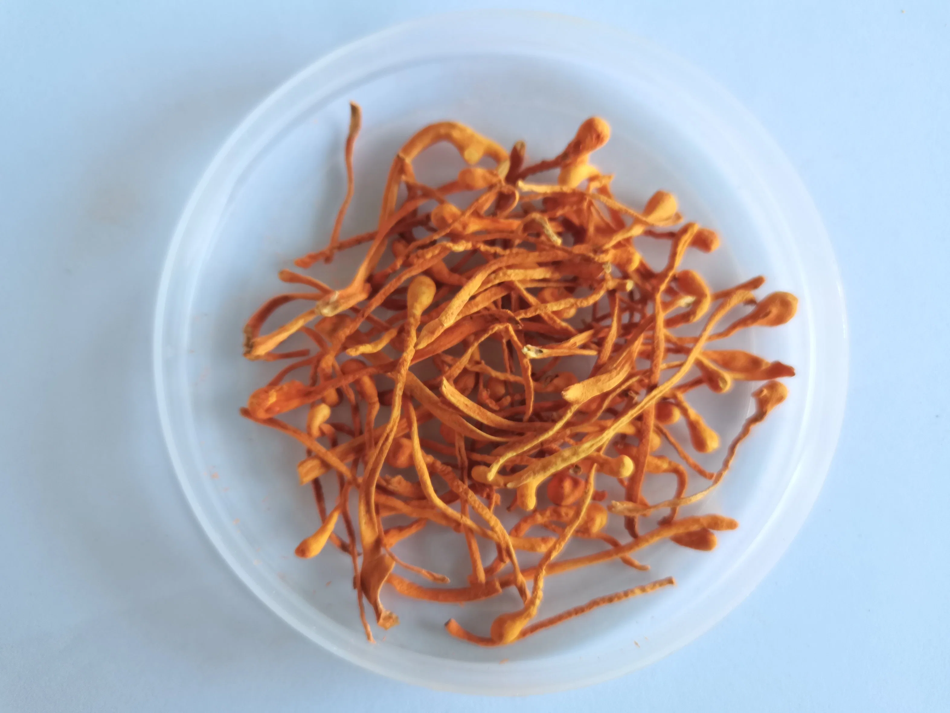 Drying Cordyceps Mycelium Dry Goods at Low Temperature