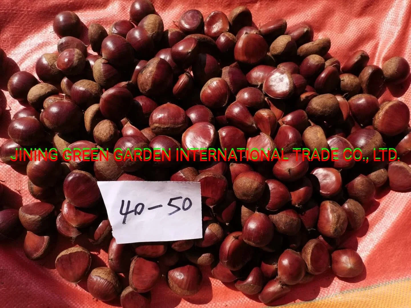 100% Top Quality Fresh Chestnuts Organic Chesnuts Dried Fruit Peeled Roasted Chesnut