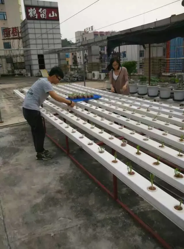 Hydroponic Gutter with Drip Irrigation System Growing Leafy Vegetable in Greenhouse